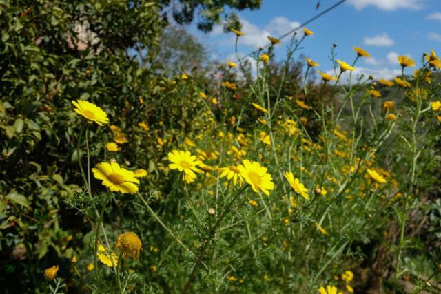 Natural Reserve Apartment Zikhron Ya'akov Dış mekan fotoğraf